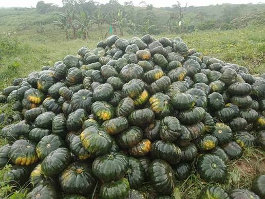Abóbora fresca from Filipinas